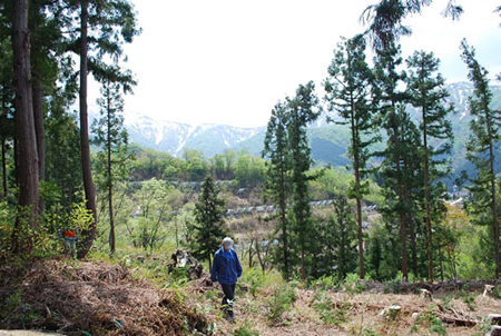 山菜フェスティバル イメージ